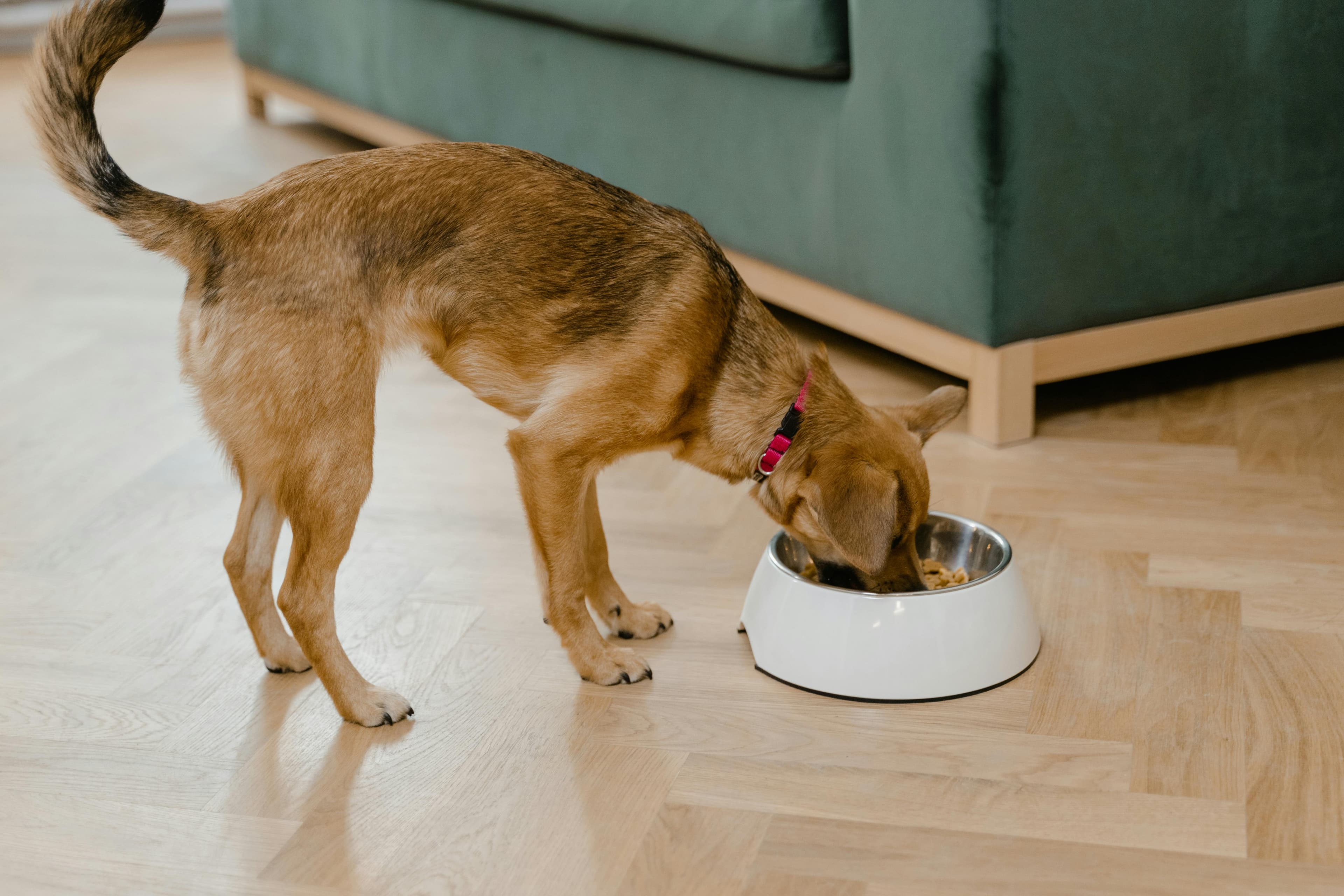Pet food supplies