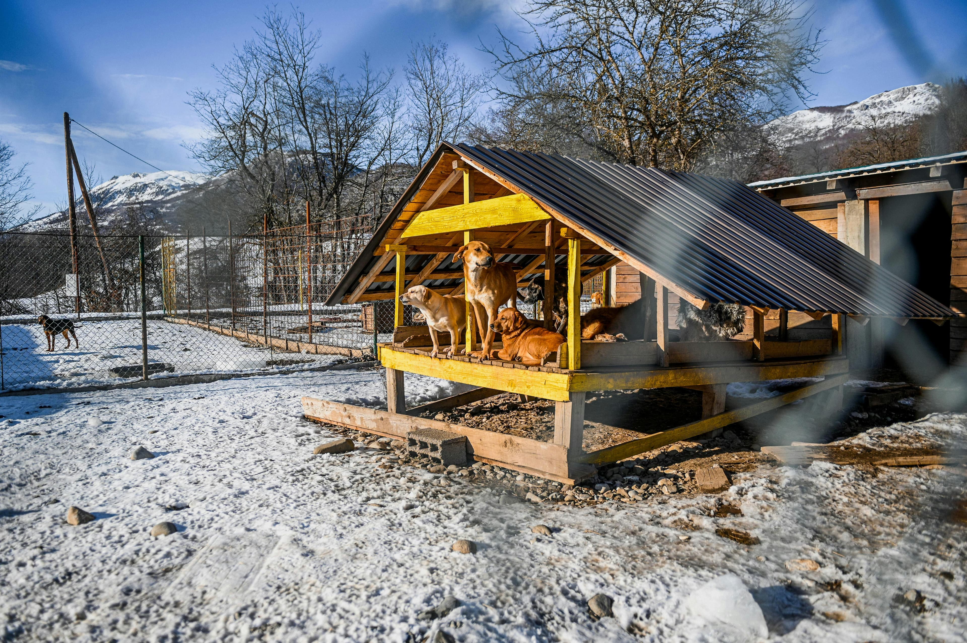 Kennels and dog houses