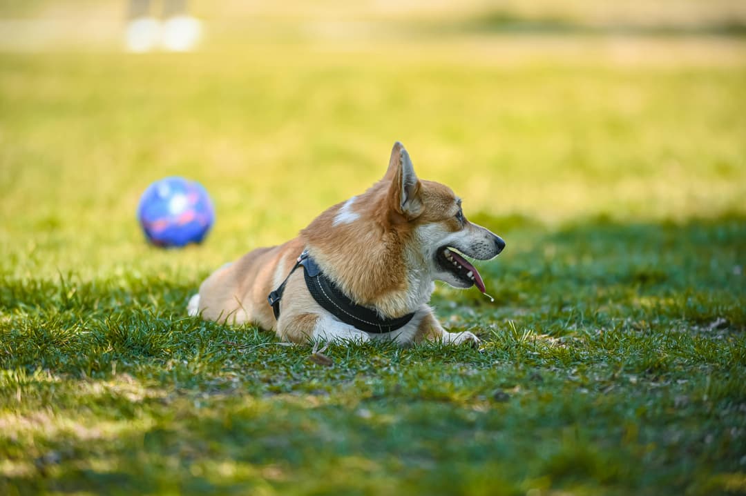 Dog yard